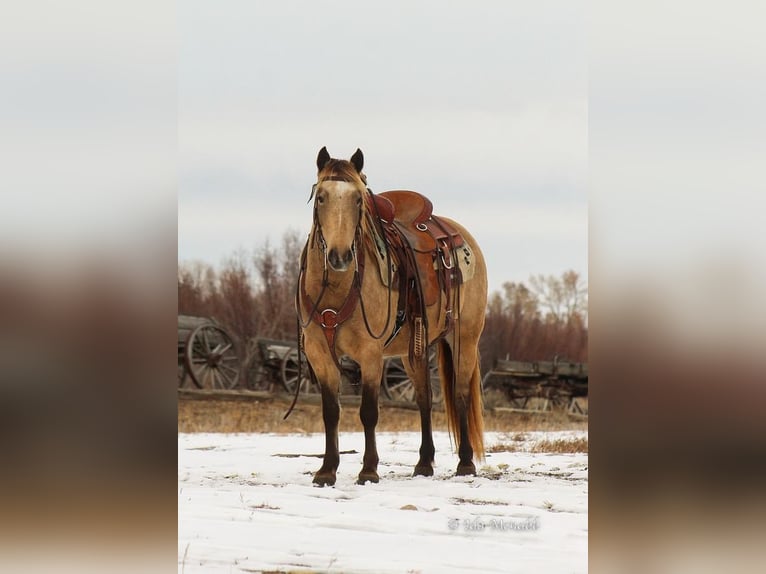 Altri pony/cavalli di piccola taglia Castrone 9 Anni 130 cm Pelle di daino in Cody, WY