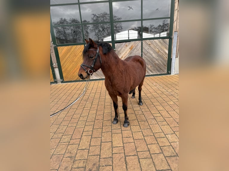 Altri pony/cavalli di piccola taglia Castrone 9 Anni 133 cm Baio in Weiterstadt