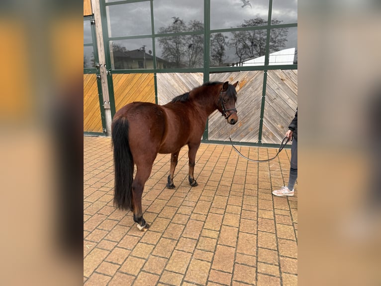 Altri pony/cavalli di piccola taglia Castrone 9 Anni 133 cm Baio in Weiterstadt