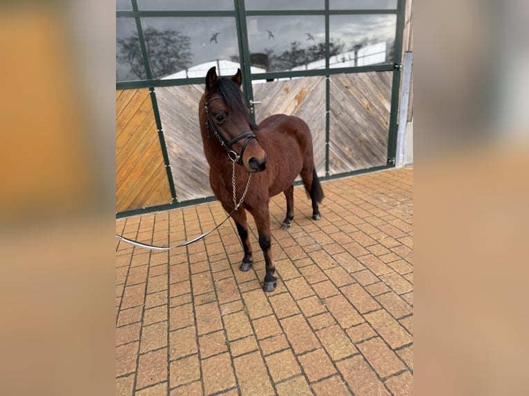 Altri pony/cavalli di piccola taglia Castrone 9 Anni 133 cm Baio in Weiterstadt