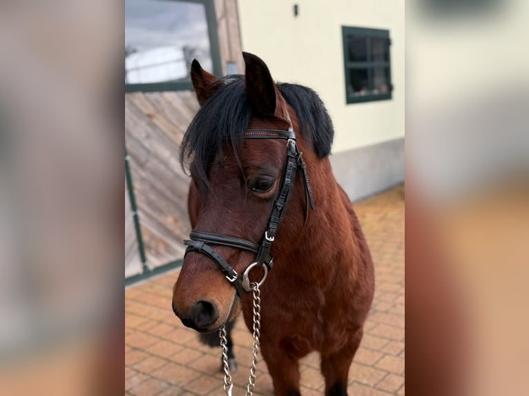 Altri pony/cavalli di piccola taglia Castrone 9 Anni 133 cm Baio in Weiterstadt