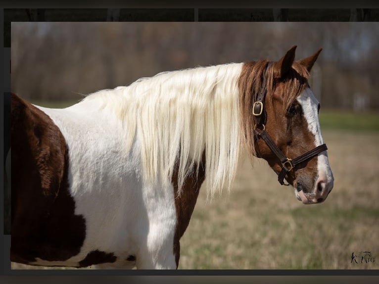Altri pony/cavalli di piccola taglia Castrone 9 Anni 137 cm in Princeton, KY