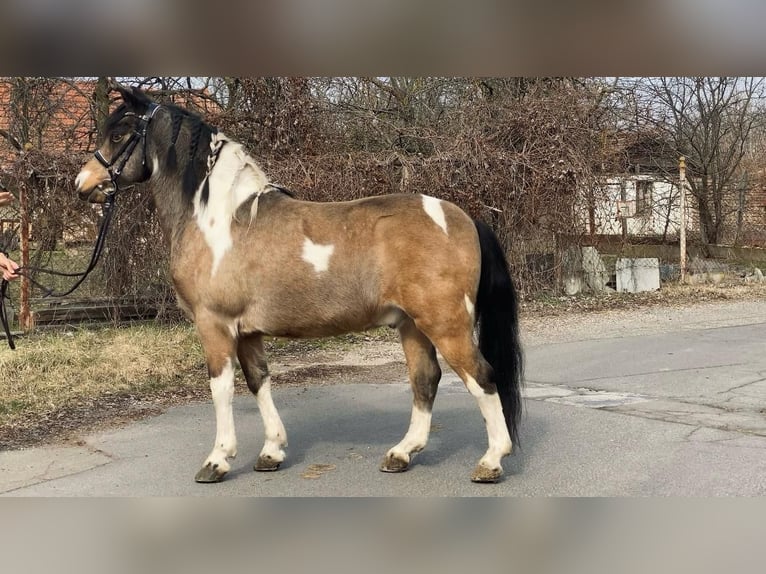 Altri pony/cavalli di piccola taglia Castrone 9 Anni 138 cm Pezzato in Rechnitz