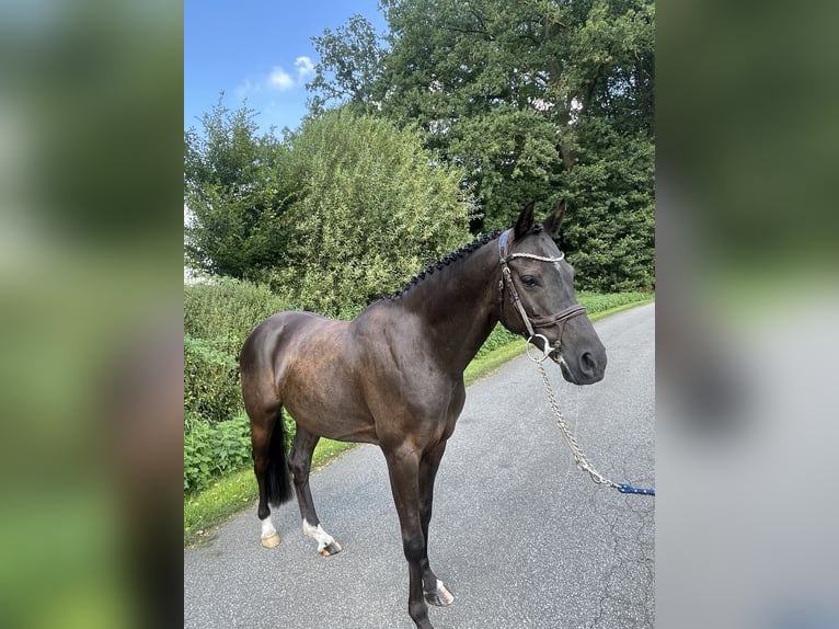 Altri pony/cavalli di piccola taglia Castrone 9 Anni 140 cm Baio in Vreden