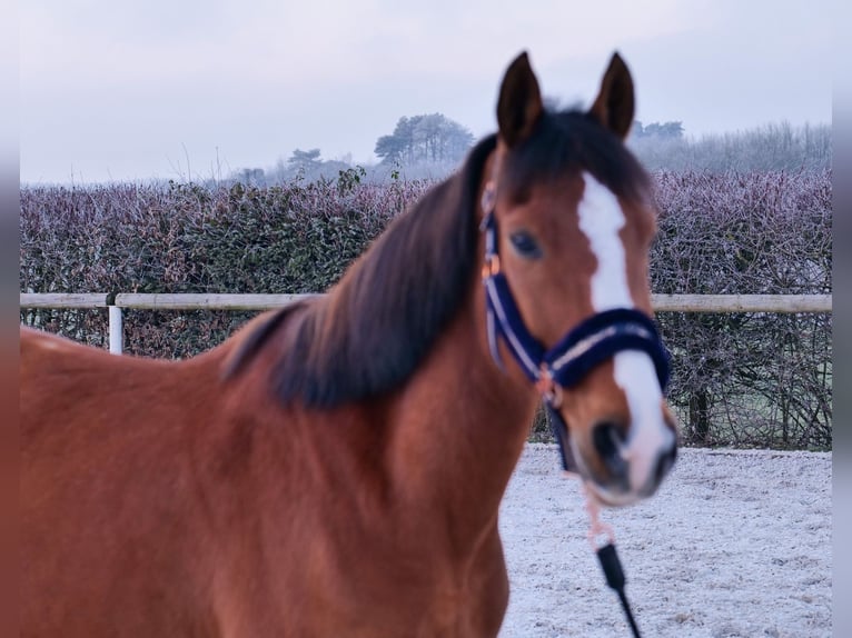 Altri pony/cavalli di piccola taglia Castrone 9 Anni 145 cm in Neustadt (Wied)