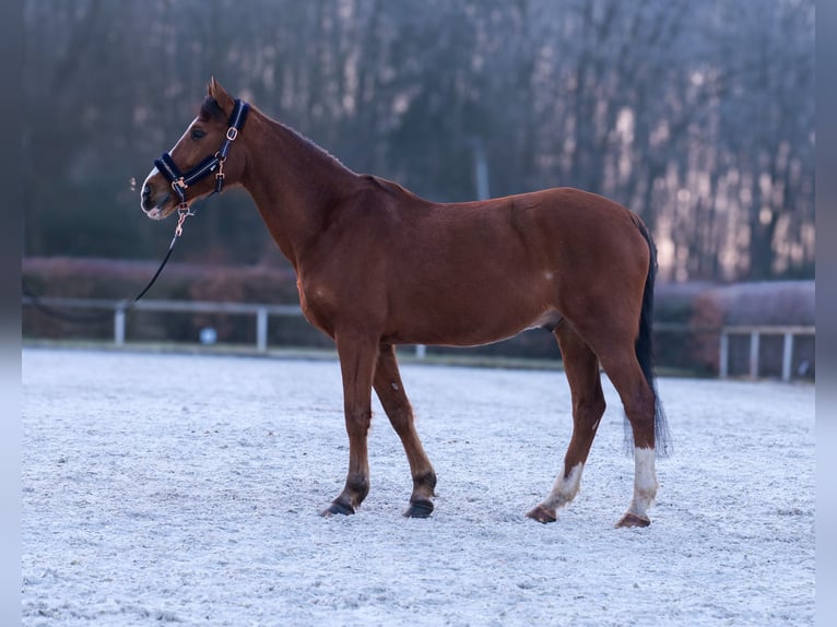 Altri pony/cavalli di piccola taglia Castrone 9 Anni 145 cm in Neustadt (Wied)