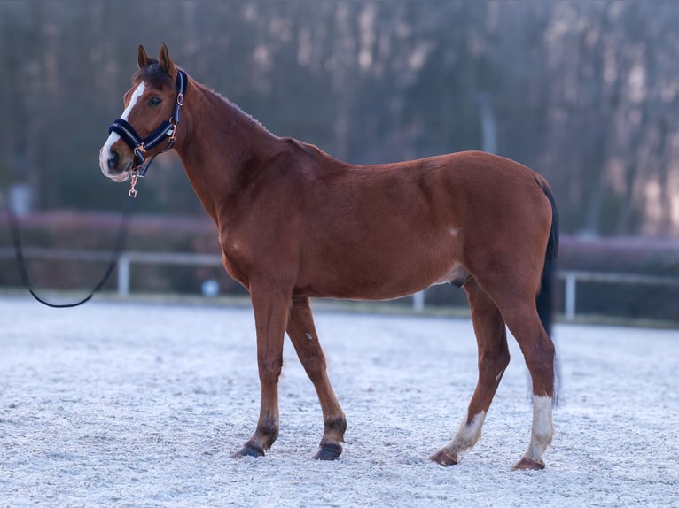 Altri pony/cavalli di piccola taglia Castrone 9 Anni 145 cm in Neustadt (Wied)