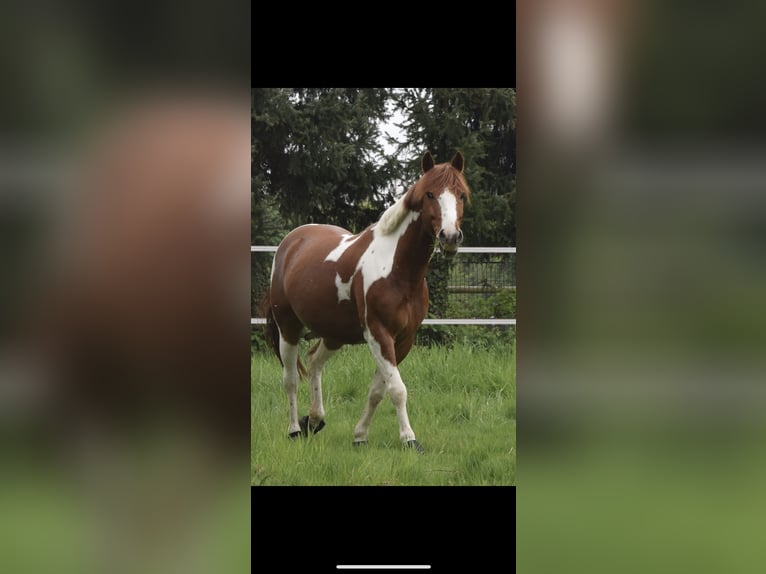 Altri pony/cavalli di piccola taglia Mix Castrone 9 Anni 145 cm in Erkrath