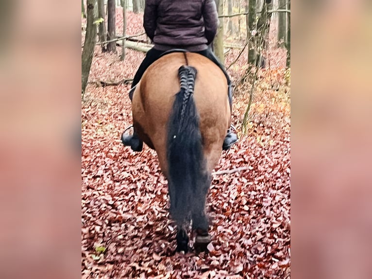 Altri pony/cavalli di piccola taglia Castrone 9 Anni 146 cm Baio in Ursensollen