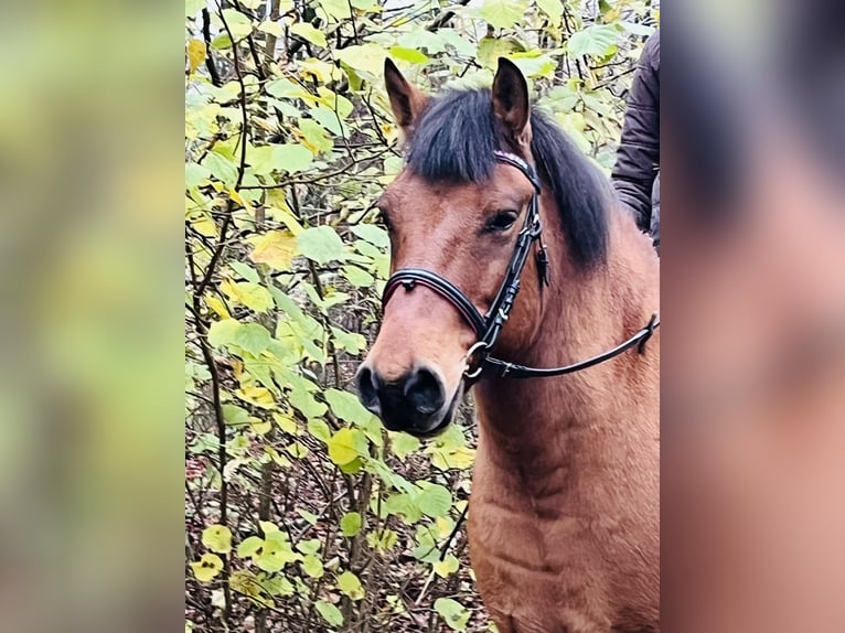 Altri pony/cavalli di piccola taglia Castrone 9 Anni 146 cm Baio in Ursensollen