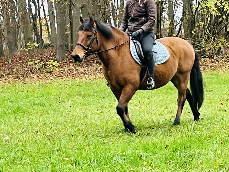 Altri pony/cavalli di piccola taglia Castrone 9 Anni 146 cm Baio in Ursensollen