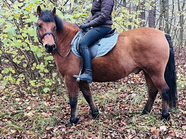 Altri pony/cavalli di piccola taglia Castrone 9 Anni 146 cm Baio in Ursensollen