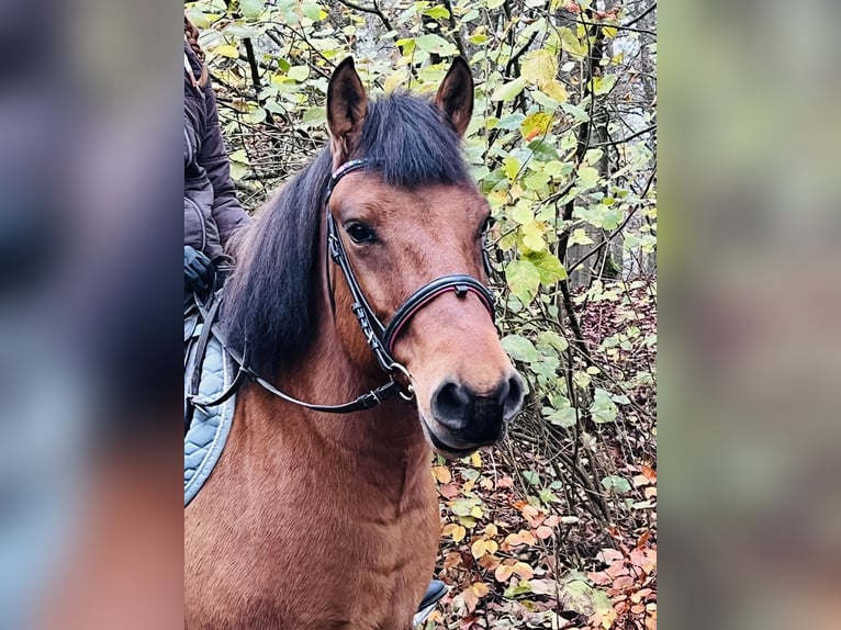 Altri pony/cavalli di piccola taglia Castrone 9 Anni 146 cm Baio in Ursensollen