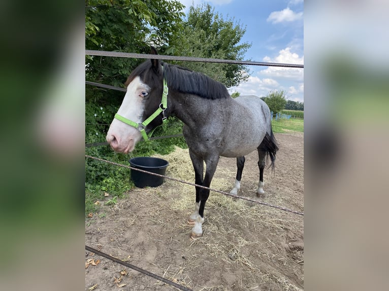 Altri pony/cavalli di piccola taglia Castrone 9 Anni 146 cm Roano blu in Lengerich