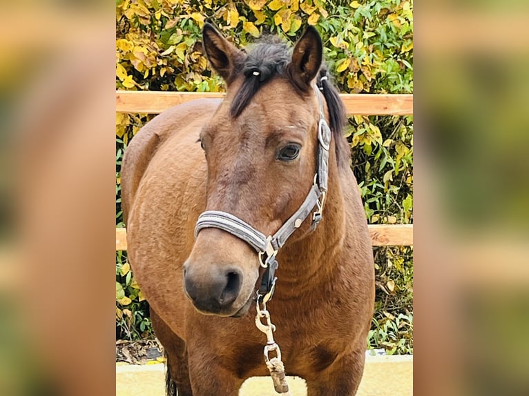 Altri pony/cavalli di piccola taglia Castrone 9 Anni 147 cm Baio in Ursensollen