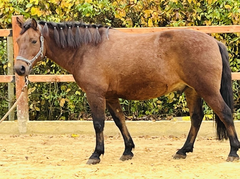 Altri pony/cavalli di piccola taglia Castrone 9 Anni 147 cm Baio in Ursensollen