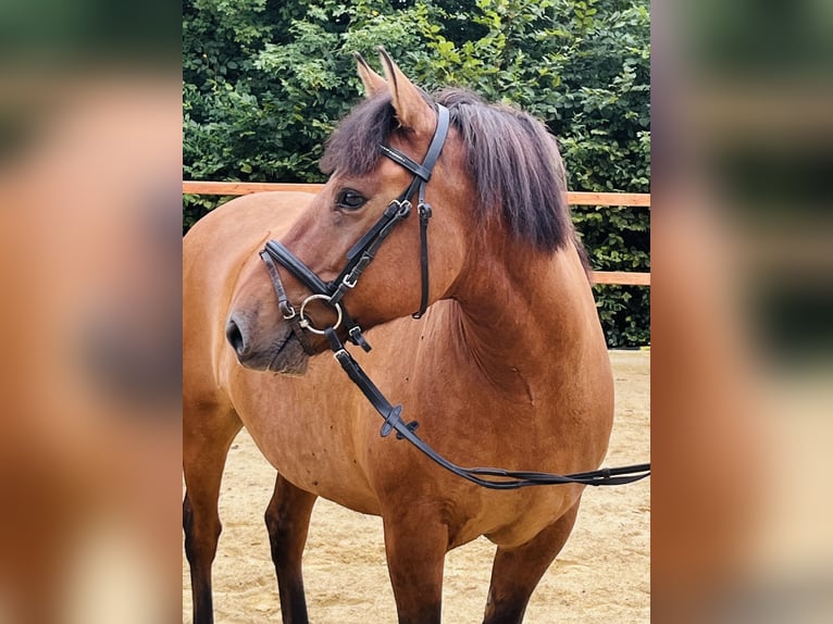 Altri pony/cavalli di piccola taglia Castrone 9 Anni 148 cm Baio in Ursensollen