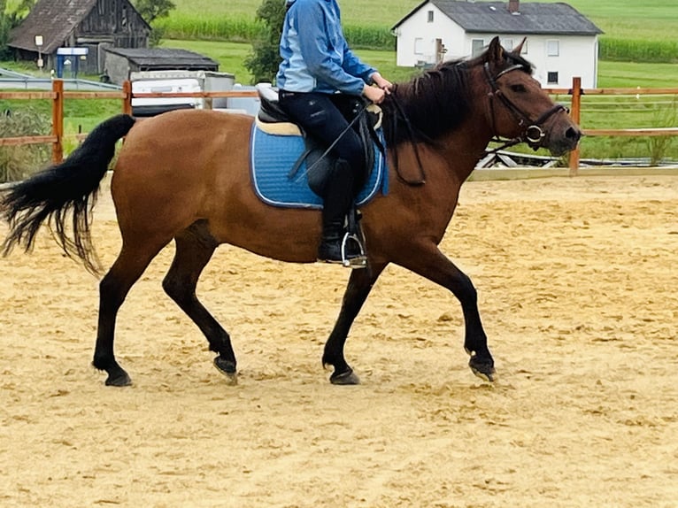 Altri pony/cavalli di piccola taglia Castrone 9 Anni 148 cm Baio in Ursensollen