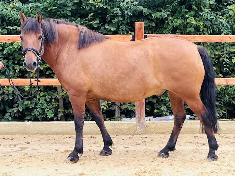 Altri pony/cavalli di piccola taglia Castrone 9 Anni 148 cm Baio in Ursensollen