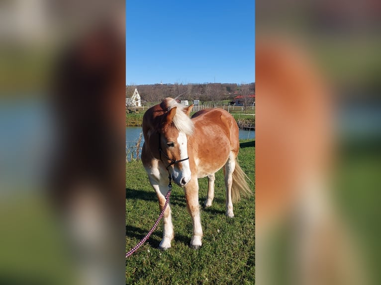 Altri pony/cavalli di piccola taglia Castrone 9 Anni 150 cm Sauro in Sokorópátka