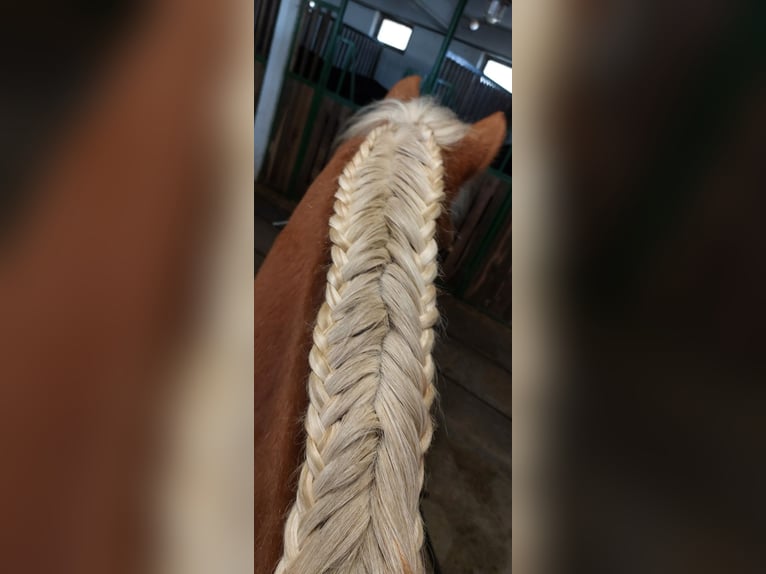 Altri pony/cavalli di piccola taglia Castrone 9 Anni 150 cm Sauro in Sokorópátka