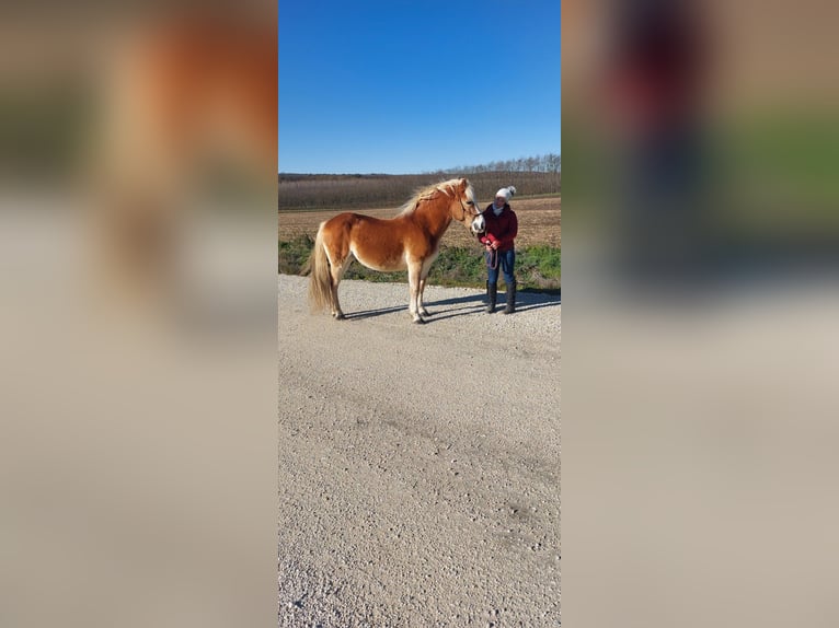 Altri pony/cavalli di piccola taglia Castrone 9 Anni 150 cm Sauro in Sokorópátka