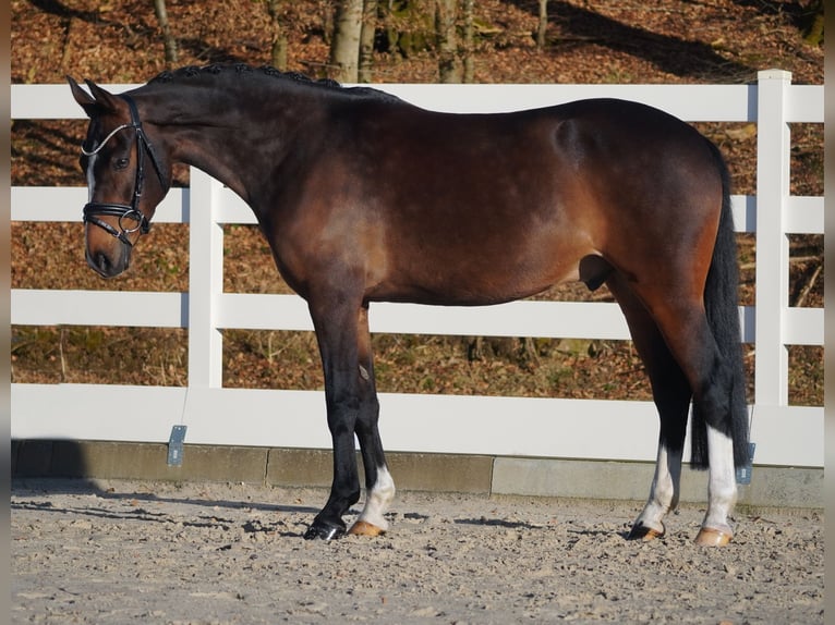 Altri pony/cavalli di piccola taglia Castrone 9 Anni 153 cm Baio scuro in Nettersheim