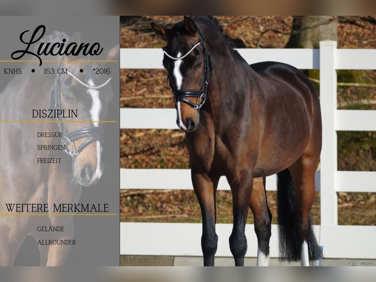 Altri pony/cavalli di piccola taglia Castrone 9 Anni 153 cm Baio scuro in Nettersheim