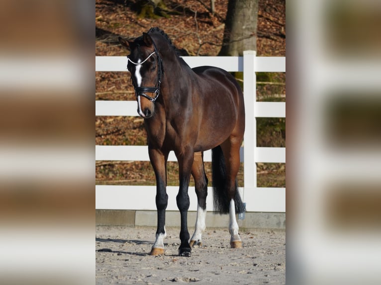 Altri pony/cavalli di piccola taglia Castrone 9 Anni 153 cm Baio scuro in Nettersheim