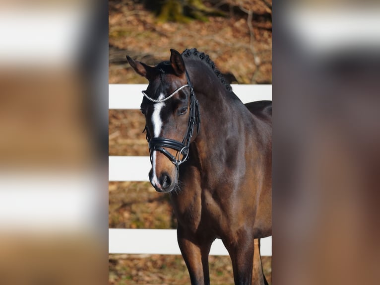 Altri pony/cavalli di piccola taglia Castrone 9 Anni 153 cm Baio scuro in Nettersheim