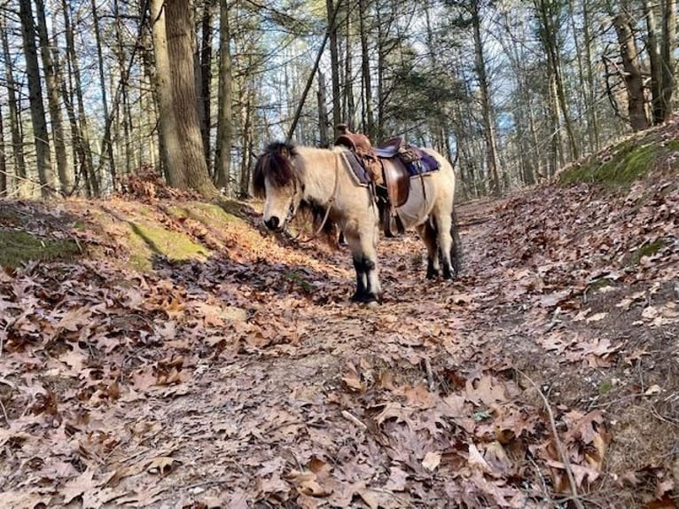 Altri pony/cavalli di piccola taglia Castrone 9 Anni 81 cm Pelle di daino in Windham, CT