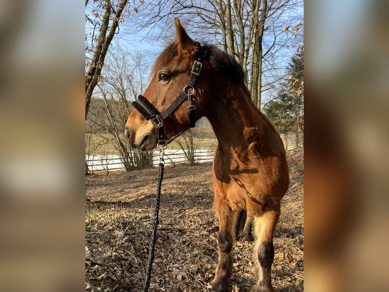 Altri pony/cavalli di piccola taglia Castrone 9 Anni Baio in Trabenig