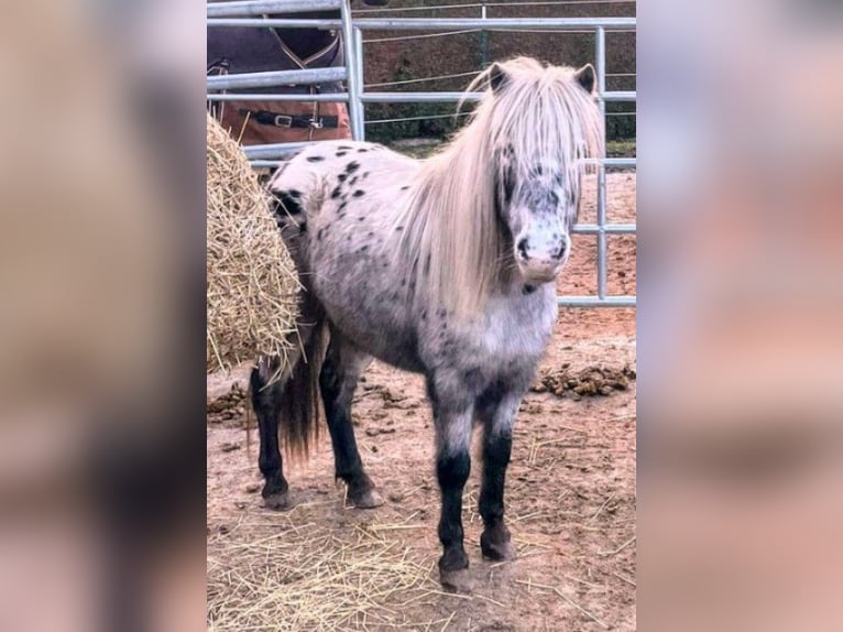 Altri pony/cavalli di piccola taglia Giumenta 10 Anni 100 cm Leopard in Hüttenberg