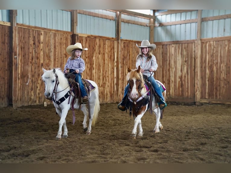 Altri pony/cavalli di piccola taglia Giumenta 10 Anni 104 cm Grigio in Valley Springs, SD