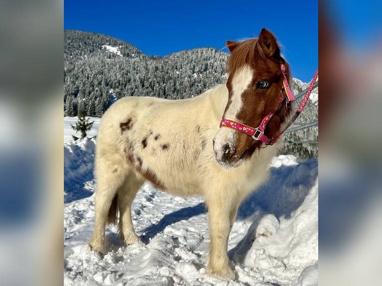 Altri pony/cavalli di piccola taglia Giumenta 10 Anni 105 cm Pezzato in Nesselwängle