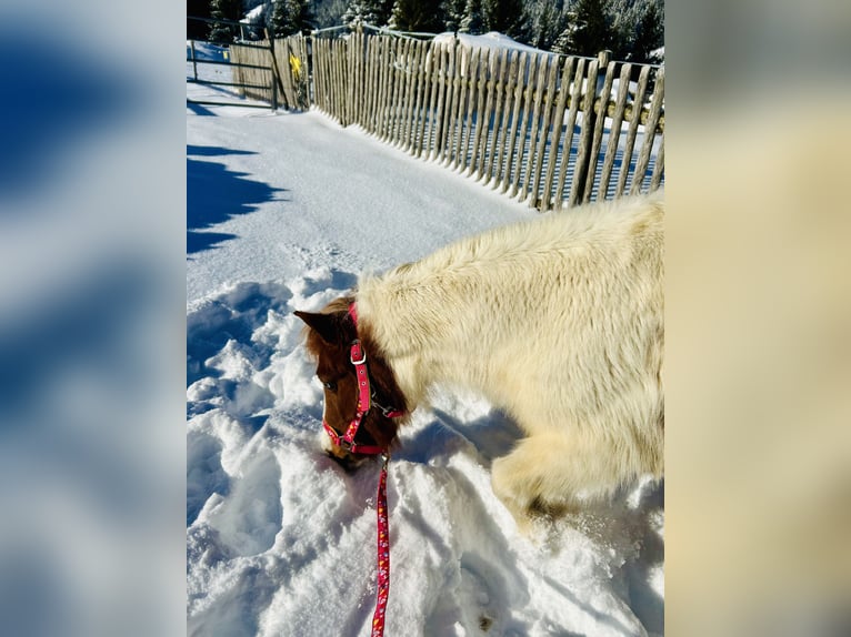 Altri pony/cavalli di piccola taglia Giumenta 10 Anni 105 cm Pezzato in Nesselwängle