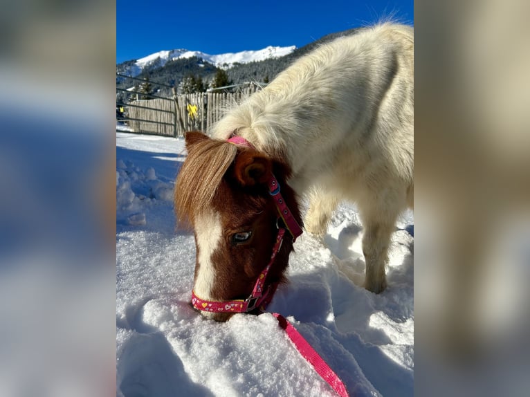 Altri pony/cavalli di piccola taglia Giumenta 10 Anni 105 cm Pezzato in Nesselwängle