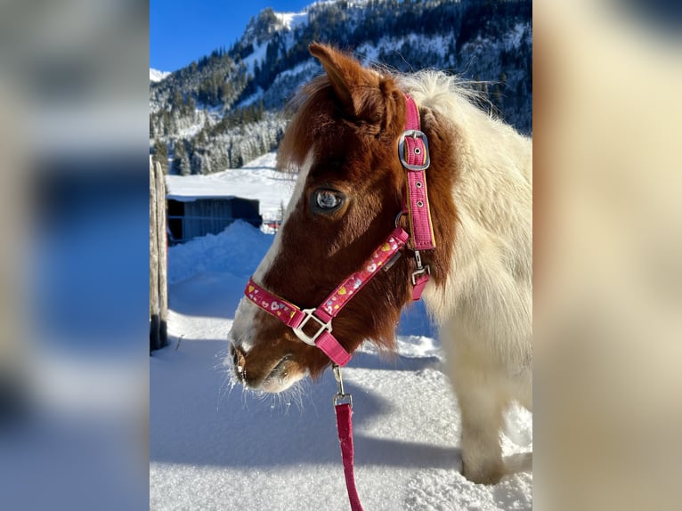 Altri pony/cavalli di piccola taglia Giumenta 10 Anni 105 cm Pezzato in Nesselwängle