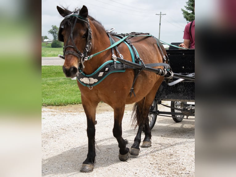 Altri pony/cavalli di piccola taglia Giumenta 10 Anni 119 cm Baio ciliegia in Henderson