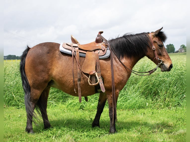 Altri pony/cavalli di piccola taglia Giumenta 10 Anni 119 cm Baio ciliegia in Henderson