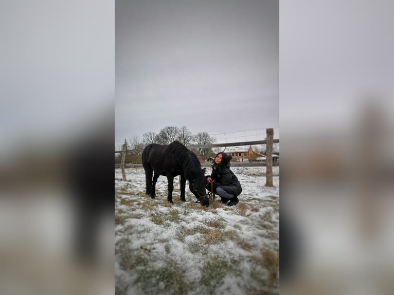 Altri pony/cavalli di piccola taglia Giumenta 10 Anni 120 cm Baio nero in Templin