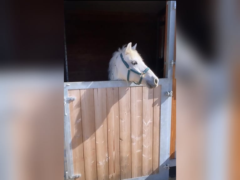 Altri pony/cavalli di piccola taglia Giumenta 10 Anni 122 cm Grigio in Rechnitz