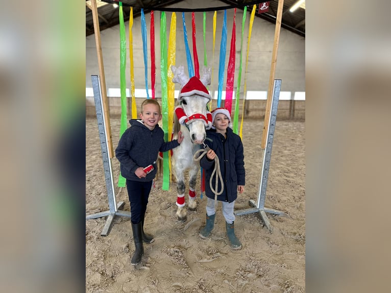 Altri pony/cavalli di piccola taglia Giumenta 10 Anni 127 cm Bianco in Bogaarden