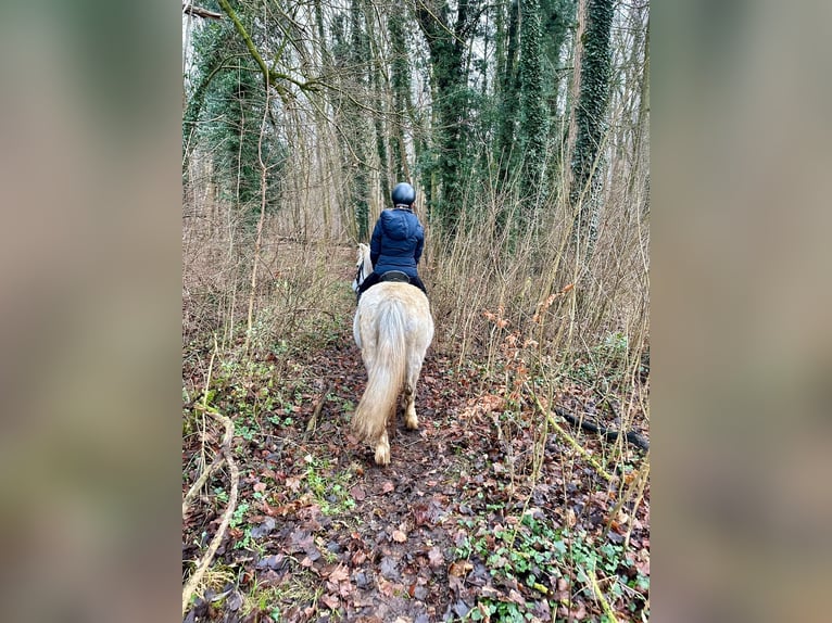 Altri pony/cavalli di piccola taglia Giumenta 10 Anni 127 cm Bianco in Bogaarden