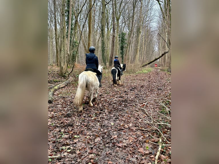 Altri pony/cavalli di piccola taglia Giumenta 10 Anni 127 cm Bianco in Bogaarden