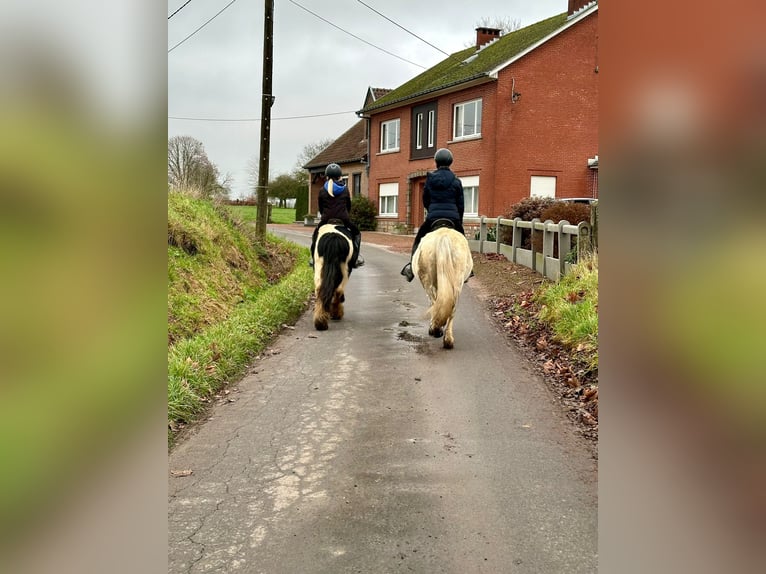 Altri pony/cavalli di piccola taglia Giumenta 10 Anni 127 cm Bianco in Bogaarden