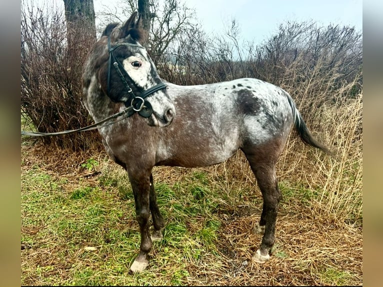 Altri pony/cavalli di piccola taglia Giumenta 10 Anni 130 cm Falbo baio in Pelmberg