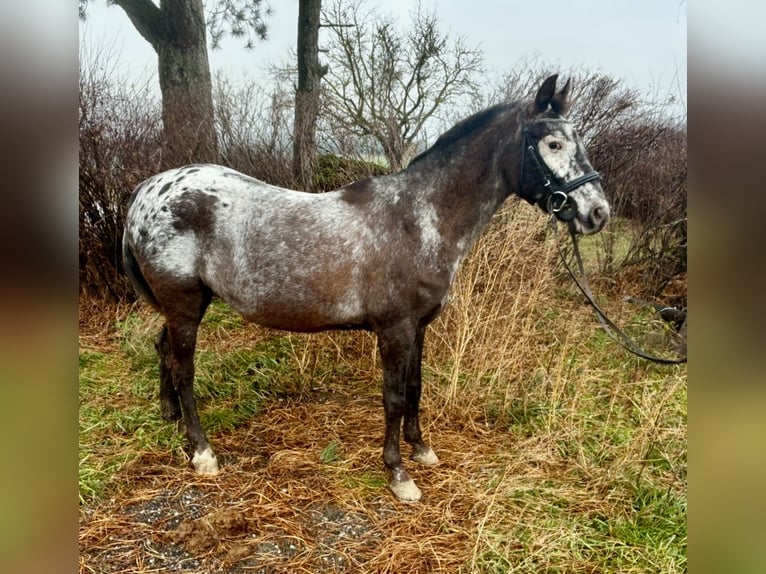 Altri pony/cavalli di piccola taglia Giumenta 10 Anni 130 cm Falbo baio in Pelmberg