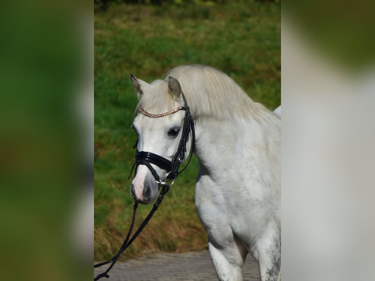 Altri pony/cavalli di piccola taglia Giumenta 10 Anni 130 cm Grigio in Fürstenau