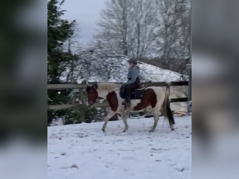 Altri pony/cavalli di piccola taglia Giumenta 10 Anni 135 cm Pezzato in Borod